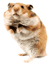 animated-hamster-image-0103