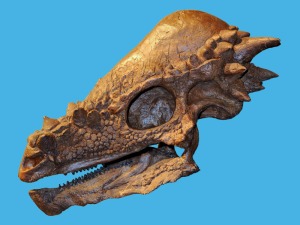 pachycephalosaurus-skeleton-box-xs