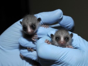 The-smallest-species-of-lemur-is-known-as-the-Dwarf-Mouse-Lemur.